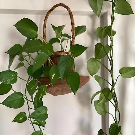 Cosy Flat In Center *