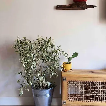 Cosy Flat In Center *